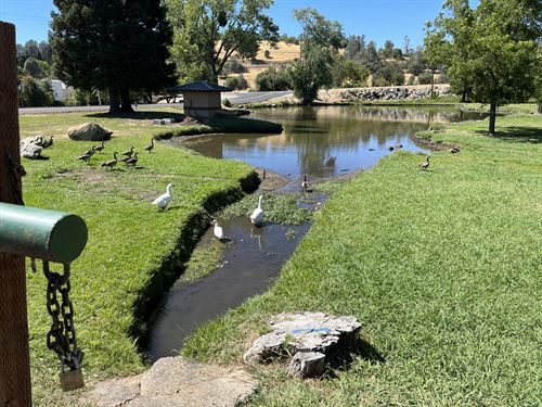 pond
