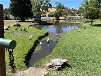 Pond